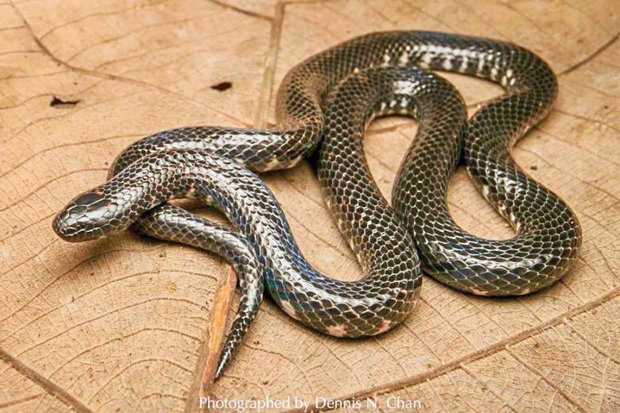 Singapore: Phát hiện loài rắn quý hiếm sau 106 năm - DNTT online