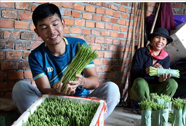 Cất bằng kinh doanh quốc tế, chàng trai 9X về làng trồng 'rau vua', kiếm nửa tỷ mỗi năm - Ảnh 2.