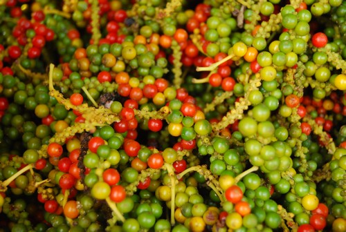 Thị trường nông sản 31/10: Giá cà phê tăng mạnh, xuất khẩu tiêu tiếp tục tăng - Ảnh 2.