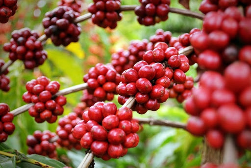Thị trường nông sản 31/10: Giá cà phê tăng mạnh, xuất khẩu tiêu tiếp tục tăng - Ảnh 1.