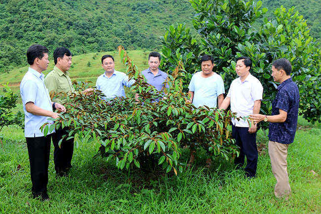 Huyện Mường Ảng: Điểm sáng trong phát triển cây ăn quả tỉnh Điện Biên - Ảnh 1.