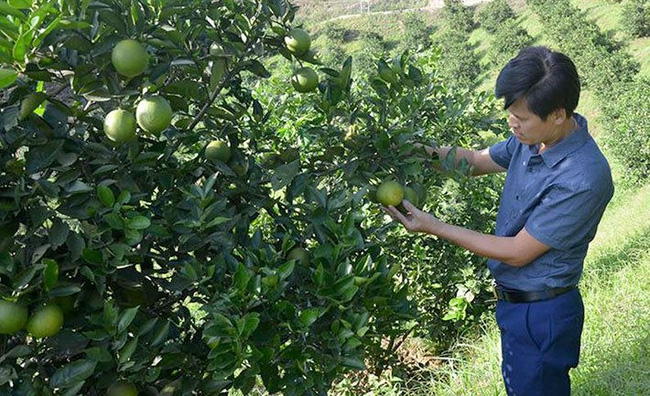 Huyện Mường Ảng: Điểm sáng trong phát triển cây ăn quả tỉnh Điện Biên - Ảnh 2.