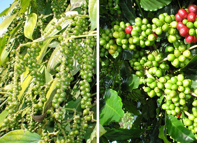 Thị trường nông sản 21/11: Tiêu, cà phê tiếp đà giảm - Ảnh 1. Thị trường nông sản 21/11: Tiêu, cà phê tiếp đà giảm - Ảnh 1.