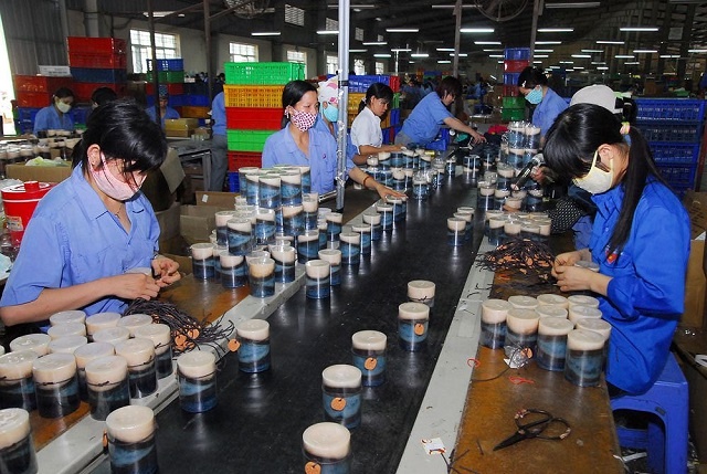 Doanh nghiệp Việt đang phục hồi và tăng tốc trở lại - Ảnh 1.