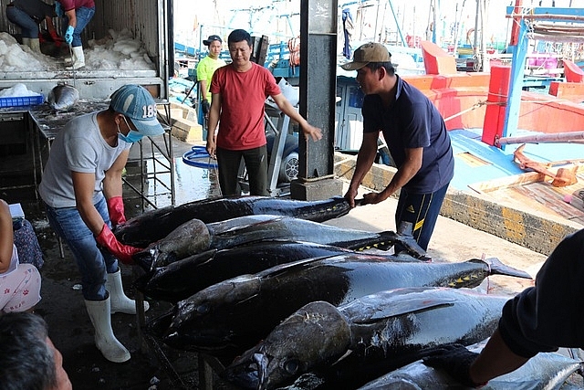 Cá ngừ Việt Nam vượt khó để tăng trưởng - Ảnh 1.