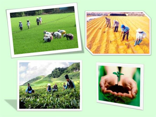 Giá trị sản xuất ngành trồng trọt tăng trong đầu năm 2020 - Ảnh 1. Giá trị sản xuất ngành trồng trọt tăng trong đầu năm 2020 - Ảnh 1.