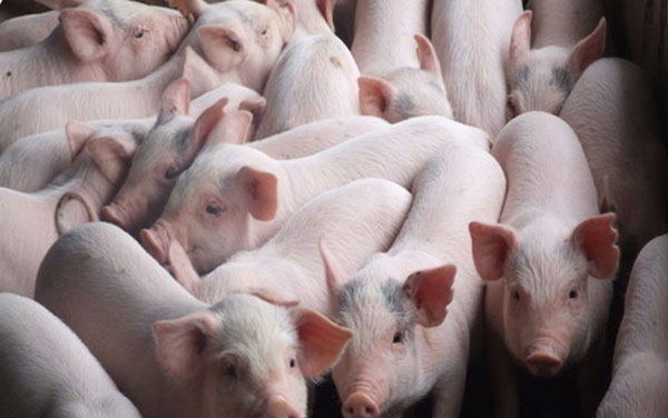 Giá lợn hơi 27/8: Đồng loạt giảm, dao động 78.000-85.000 đồng/kg - Ảnh 1.