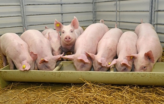 Giá lợn hơi 15/9: Tiếp đà tăng, lần lượt vượt ngưỡng 80.000 đồng/kg - Ảnh 1.