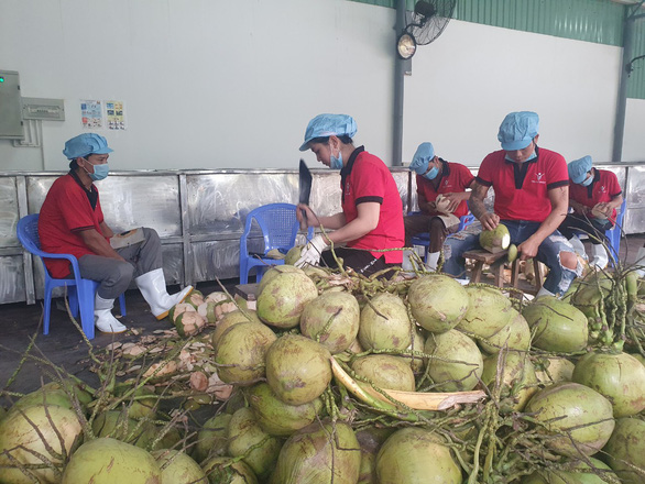 Công nhân sơ chế dừa tươi tại nhà máy của Công ty Vina T&T Bến Tre - Ảnh TRẦN MẠNH