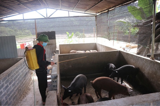 Xã Xích Thổ (Nho Quan):  Tăng cường phòng chống dịch tả lợn châu Phi tái phát - Ảnh 1.
