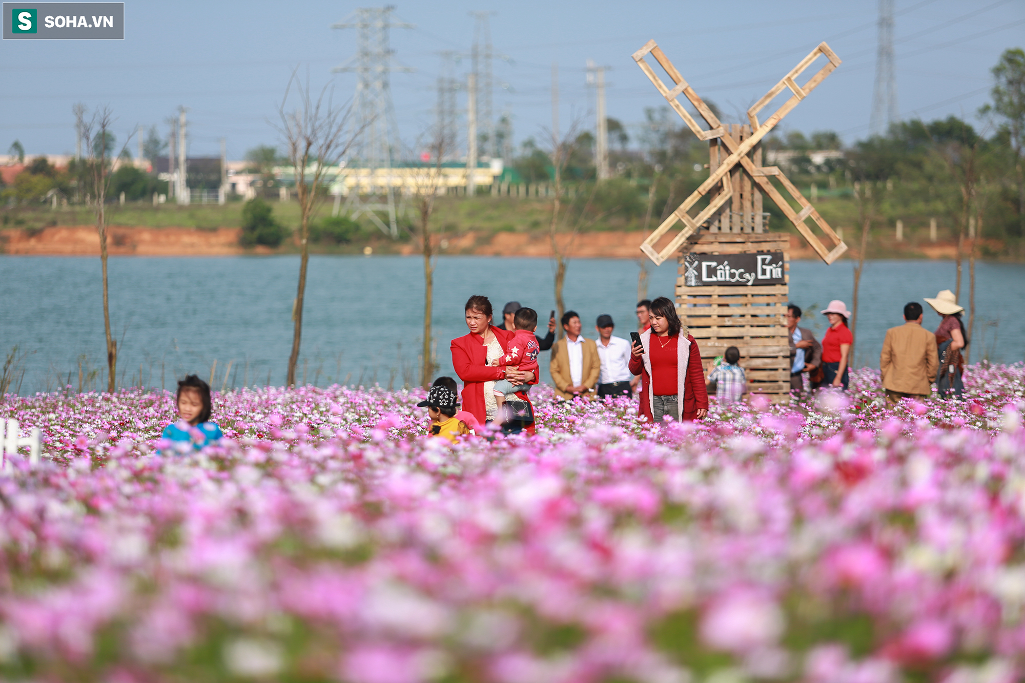 Mê mẩn cánh đồng hoa sao nhái đầy màu sắc được giới trẻ săn tìm để check-in ở Quảng Bình - Ảnh 1. Mê mẩn cánh đồng hoa sao nhái đầy màu sắc được giới trẻ săn tìm để check-in ở Quảng Bình - Ảnh 1.
