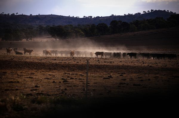 Thịt bò Úc sẽ biến mất khỏi thực đơn trên toàn thế giới vì ... Australia không còn bò? - Ảnh 1. Thịt bò Úc sẽ biến mất khỏi thực đơn trên toàn thế giới vì ... Australia không còn bò? - Ảnh 1.