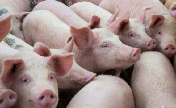 Giá lợn hơi 5/3: Tăng nhẹ 1.000 đồng/kg ở một số địa phương - Ảnh 1.