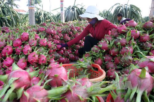 Bình Thuận đẩy mạnh chương trình mỗi xã một sản phẩm trong năm 2021 - Ảnh 1.