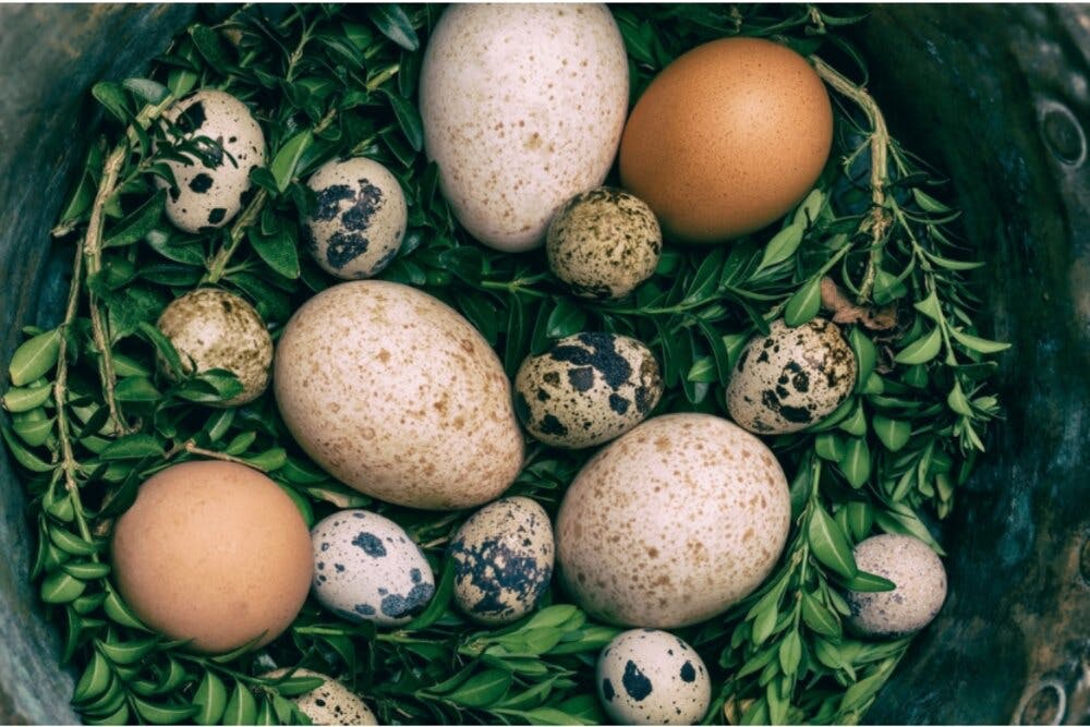 Sự khác biệt về dinh dưỡng giữa các loại trứng - Ảnh 3.