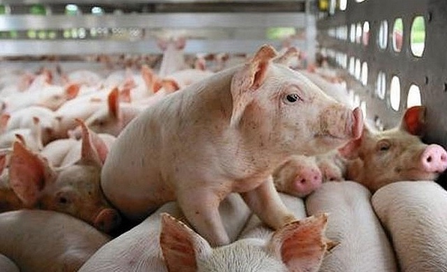 Giá lợn hơi ngày 15/4: Cao nhất 76.000 đồng/kg - Ảnh 1.