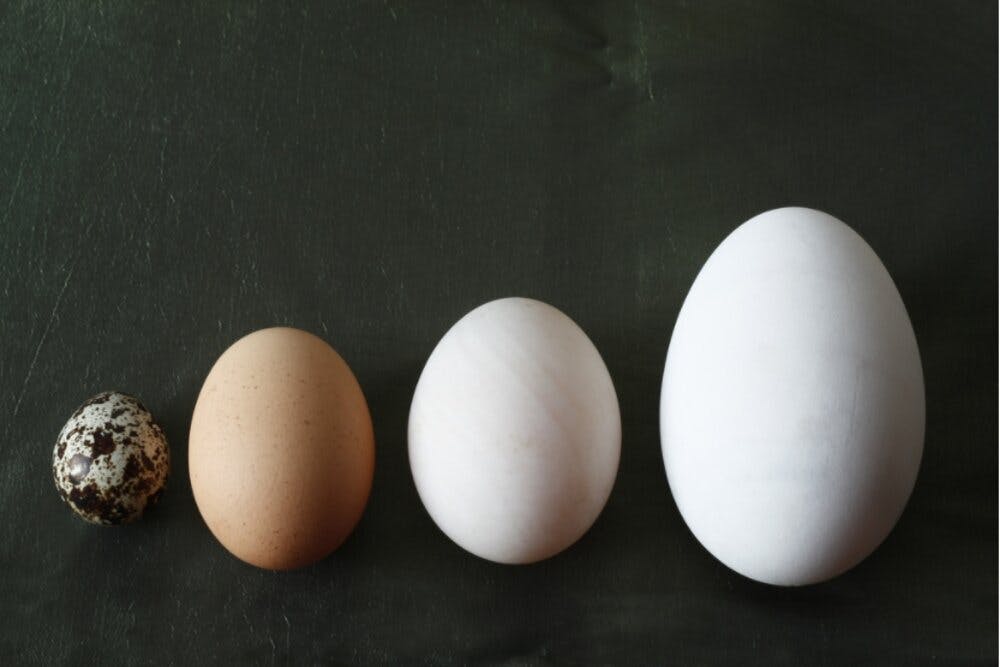 Sự khác biệt về dinh dưỡng giữa các loại trứng - Ảnh 1.