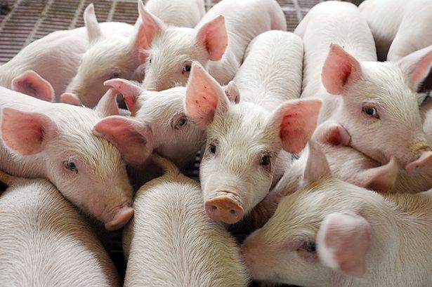 Giá lợn hơi ngày 19/4: Thấp nhất tại Huế 71.000 đồng/kg - Ảnh 1.