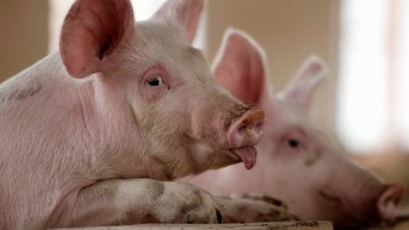 Giá lợn hơi ngày 22/4: Dao động từ 72.000 - 75.000 đồng/kg - Ảnh 1.