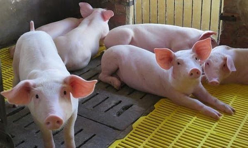 Giá lợn hơi ngày 24/4: Mức thấp nhất 70.000 đồng/kg - Ảnh 1.