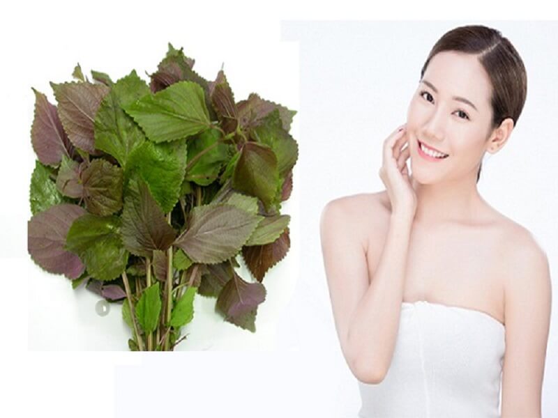 9 công dụng tuyệt vời của lá tía tô đối với sức khỏe - Ảnh 3. 9 công dụng tuyệt vời của lá tía tô đối với sức khỏe - Ảnh 3.