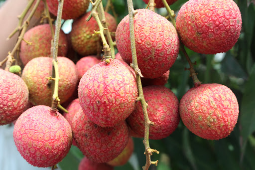 Những loại quả “đặc sản” mùa hè và lưu ý quan trọng khi ăn - Ảnh 4.