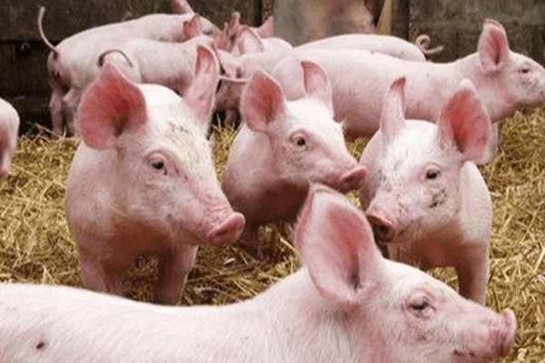 Khó khăn bủa vây ngành chăn nuôi lợn toàn cầu - Ảnh 2.