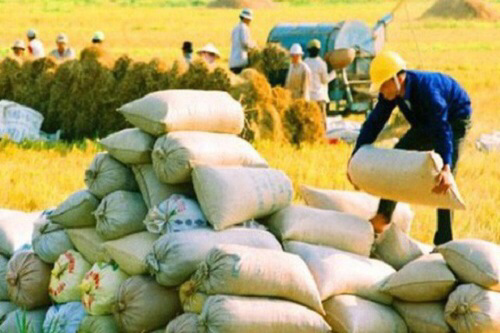 VFA: Xuất khẩu gạo năm 2021 vẫn duy trì tín hiệu lạc quan - Ảnh 1.