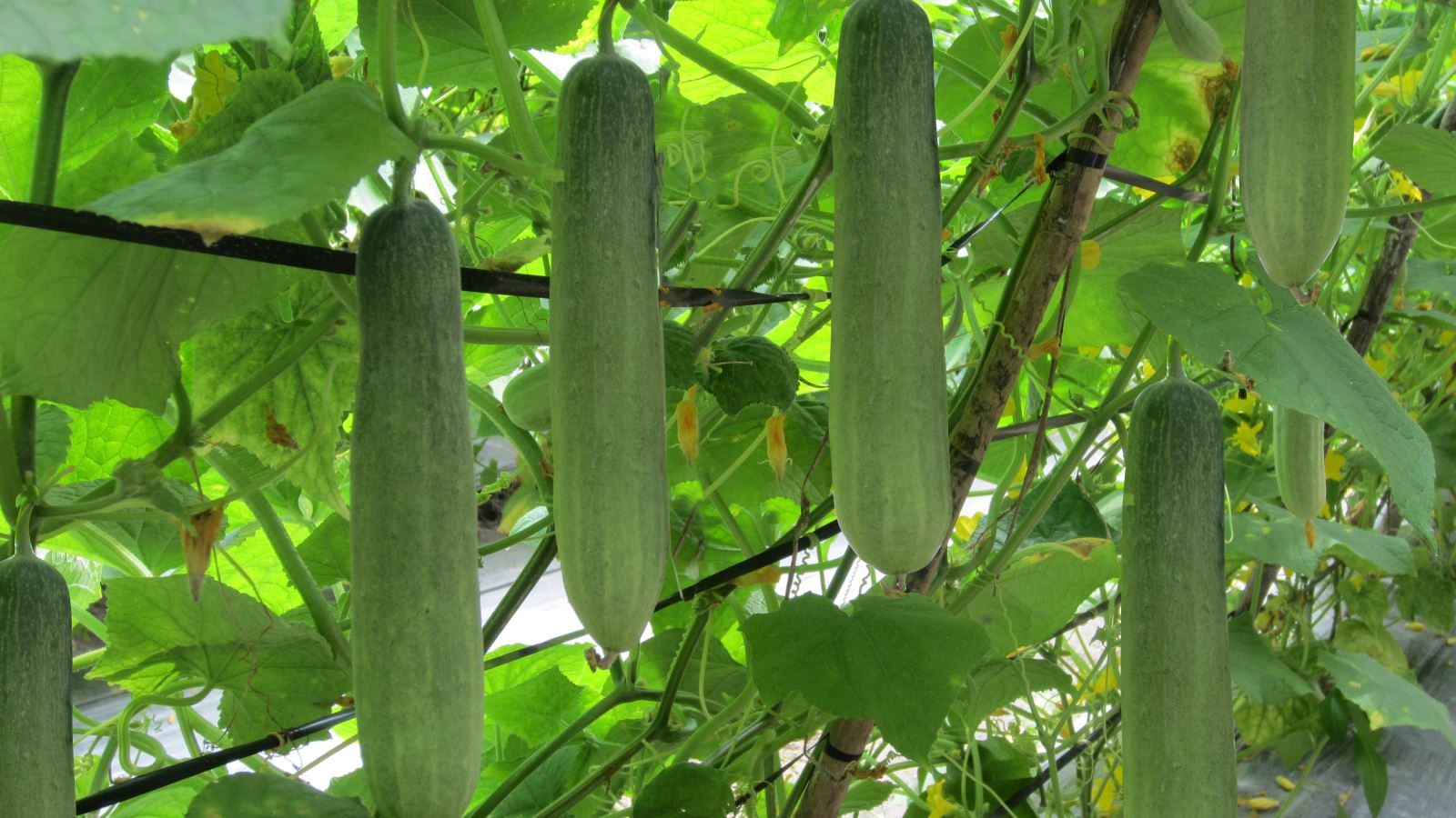 Quả dưa chuột có tác dụng gì? Ăn dưa chuột sao cho đúng cách? - Ảnh 1.