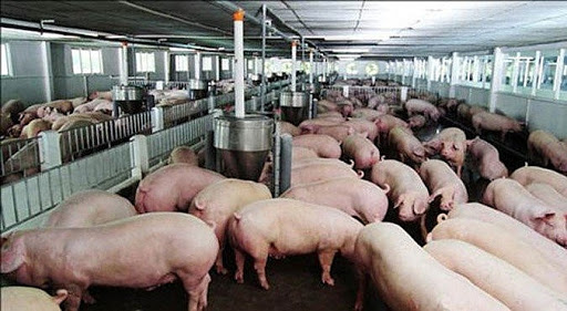 Giá lợn hơi ngày 14/6: Miền Nam tăng nhẹ, cả nước cao nhất 72.000 đồng - Ảnh 1.