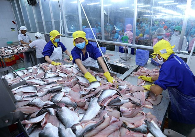 VASEP: Xuất khẩu cá tra Việt Nam từng bước phục hồi - Ảnh 1.