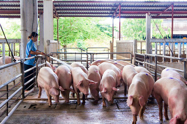 Ngừng nhập lợn Thái Lan, giá lợn hơi vẫn tiếp tục giảm - Ảnh 1.