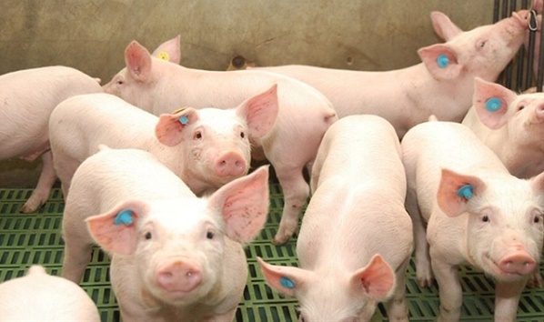 Giá lợn hơi ngày 16/7: Biến động trái chiều, có nơi tăng 5.000 đồng/kg - Ảnh 1.
