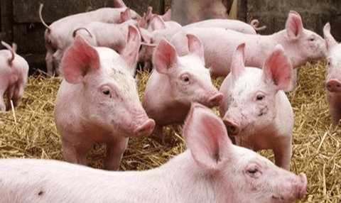 Giá lợn hơi ngày 17/7: Tiếp tục tăng mạnh 1.000 - 4.000 đồng - Ảnh 1.