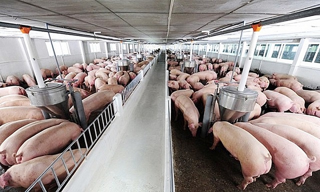 Giá lợn hơi ngày 2/7: Tiếp tục giảm mạnh 1.000 - 5.000 đồng/kg - Ảnh 1.
