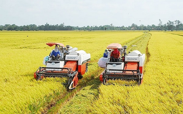 Giá lúa gạo hôm nay 21/7: Lúa tiếp đà tăng từ 100-200 đồng - Ảnh 1.