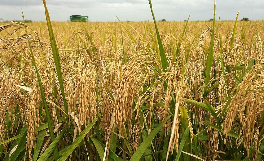 Giá gạo hôm nay 22/7: Giá lúa tươi và giá gạo đồng loạt giảm mạnh - Ảnh 1.
