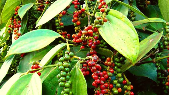 Thị trường nông sản ngày 23/7: Giá cà phê trong nước tăng vượt mốc 38.000 đồng/kg - Ảnh 2.