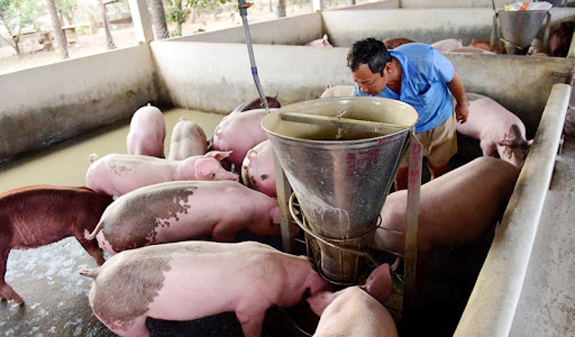 Giá lợn hơi ngày 5/7: Điều chỉnh 1.000 - 3.000 đồng tại 2 miền Trung - Nam - Ảnh 1.