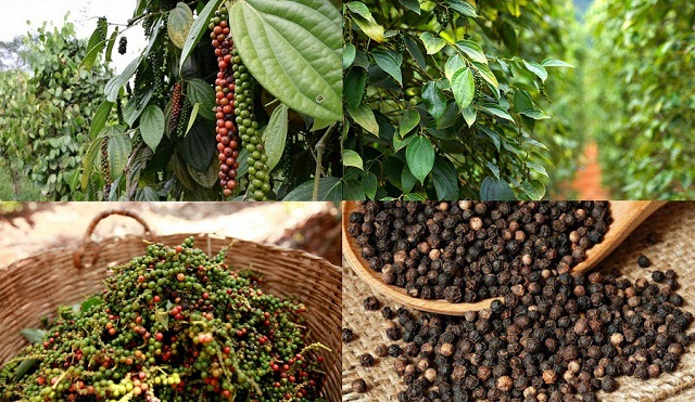 Thị trường nông sản ngày 4/8: Giá cà phê trong nước lấy lại đà tăng - Ảnh 2.
