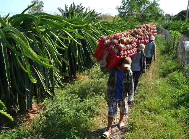 Bình Thuận: Tạo điều kiện thuận lợi cho công tác xúc tiến tiêu thụ thanh long trong và ngoài nước  - Ảnh 1.