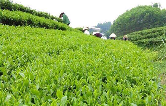 Bắc Giang: Tập trung thúc đẩy phát triển các sản phẩm nông- lâm nghiệp theo hướng bền vững - Ảnh 2.