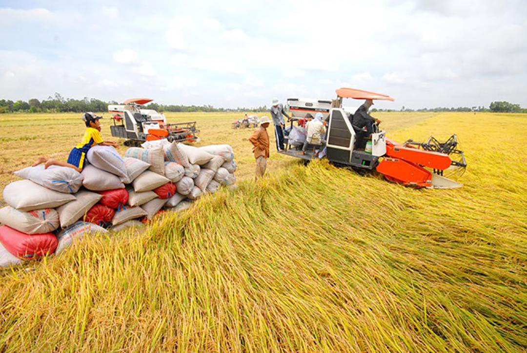Nông nghiệp Việt Nam vững vai trò “trụ đỡ” của nền kinh tế - Ảnh 14.