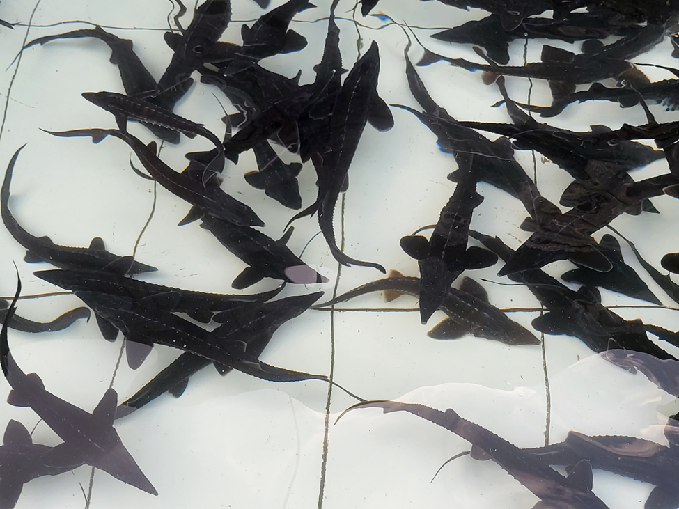 Hợp tác xã Thức Mai: Khẳng định thương hiệu cá hồi Sa Pa thượng hạng - Ảnh 1.