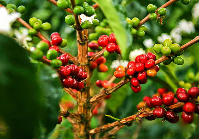 Thị trường nông sản ngày 29/4: Cà phê tăng mạnh, tiêu cao nhất 79.000 đồng/kg - Ảnh 2.
