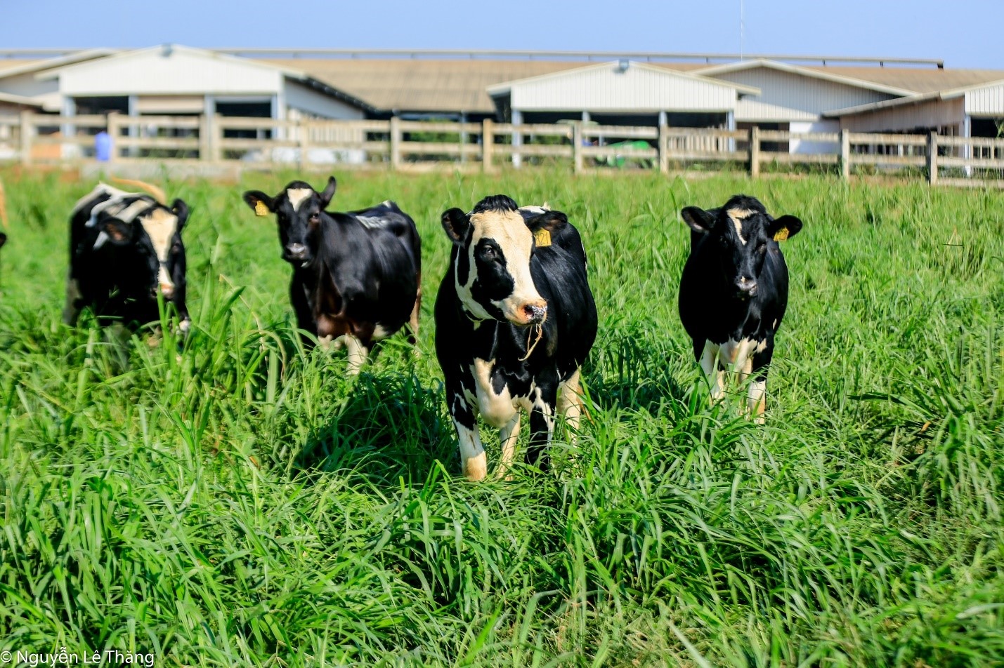 Nguồn năng lượng xanh trang trại bò sữa: Bạn muốn biết cách tận dụng nguồn năng lượng xanh từ trang trại bò sữa? Đến với chúng tôi và khám phá những công nghệ tiên tiến nhất giúp tối ưu hóa năng lượng xanh từ trang trại bò sữa. Hãy cùng chia sẻ tình yêu với cuộc sống bền vững và xanh trong một trang trại bò sữa.