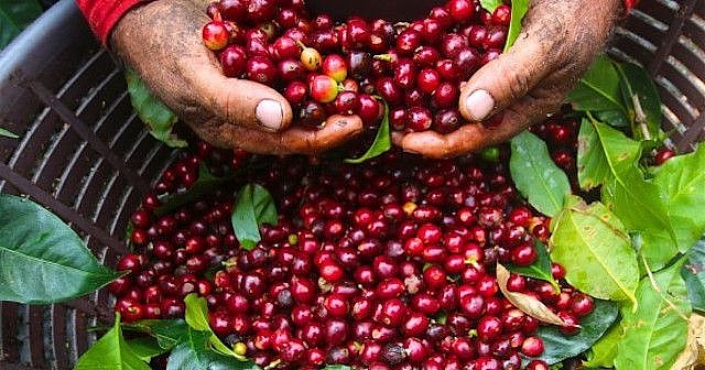 Giá xuất khẩu cà phê Việt Nam thiết lập mức kỷ lục trong niên vụ 2022-2023 - Ảnh 1.