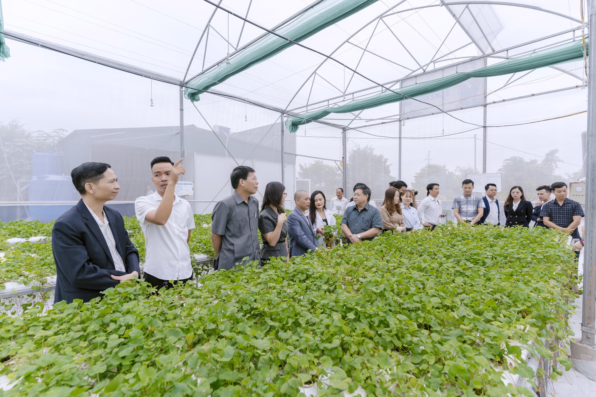 Thái Bình: Độc đáo mô hình trồng rau má thủy canh mang lại hiệu quả kinh tế cao- Ảnh 2.
