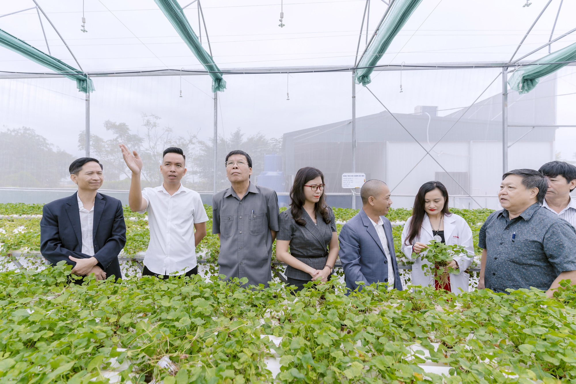 Thái Bình: Độc đáo mô hình trồng rau má thủy canh mang lại hiệu quả kinh tế cao- Ảnh 3.