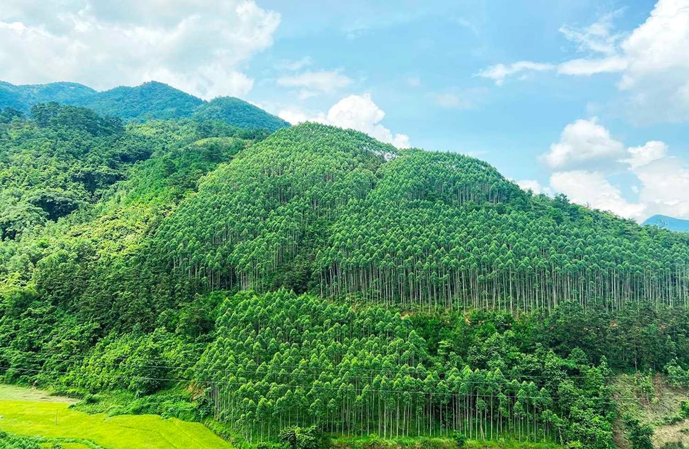Việt Nam thu hơn 1.000 tỷ đồng từ bán tín chỉ carbon- Ảnh 1.